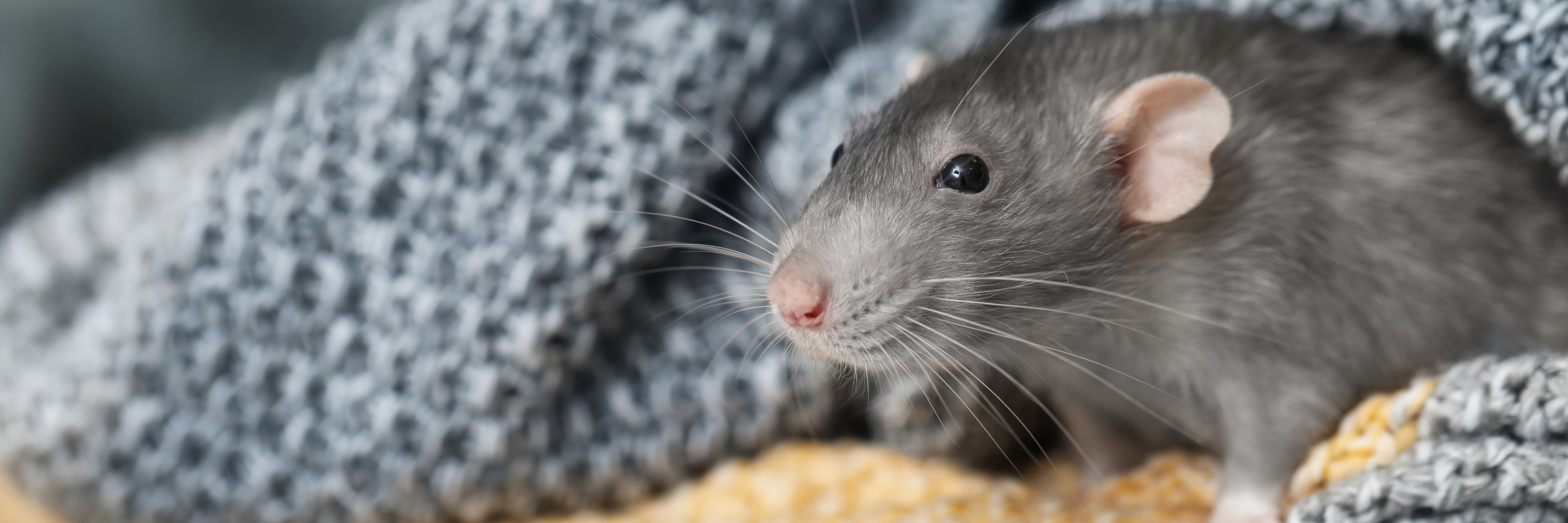 adoption de rats domestiques