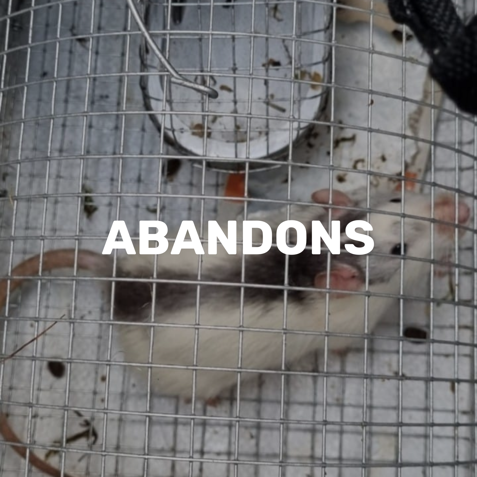 ou acheter un rat domestique