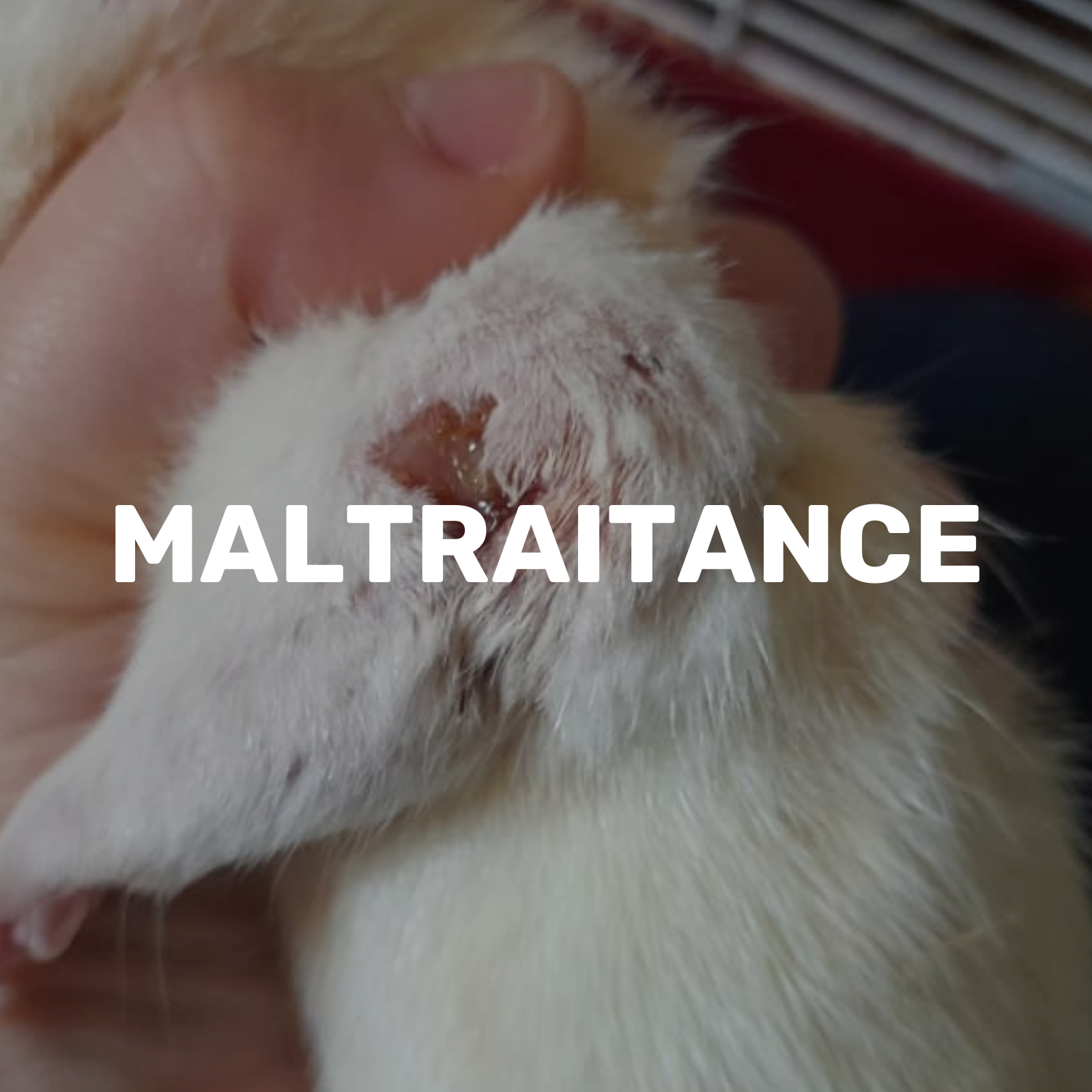 adoption rats domestiques